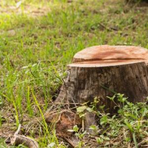 Houston Stump Removal