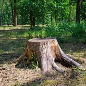 Houston Stump Cutting